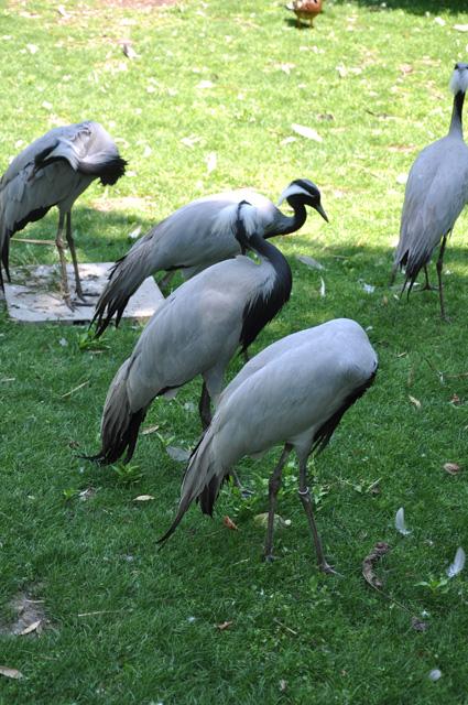 min 2013 07 06 beauval 257